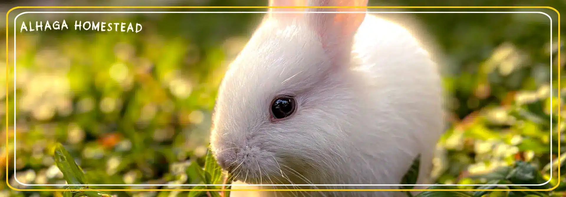 Bunny - Alhaga homestead