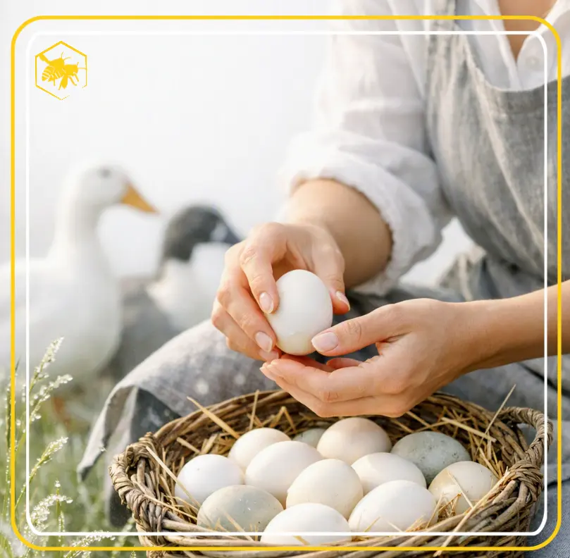DUCK EGGS - Alhaga homestead