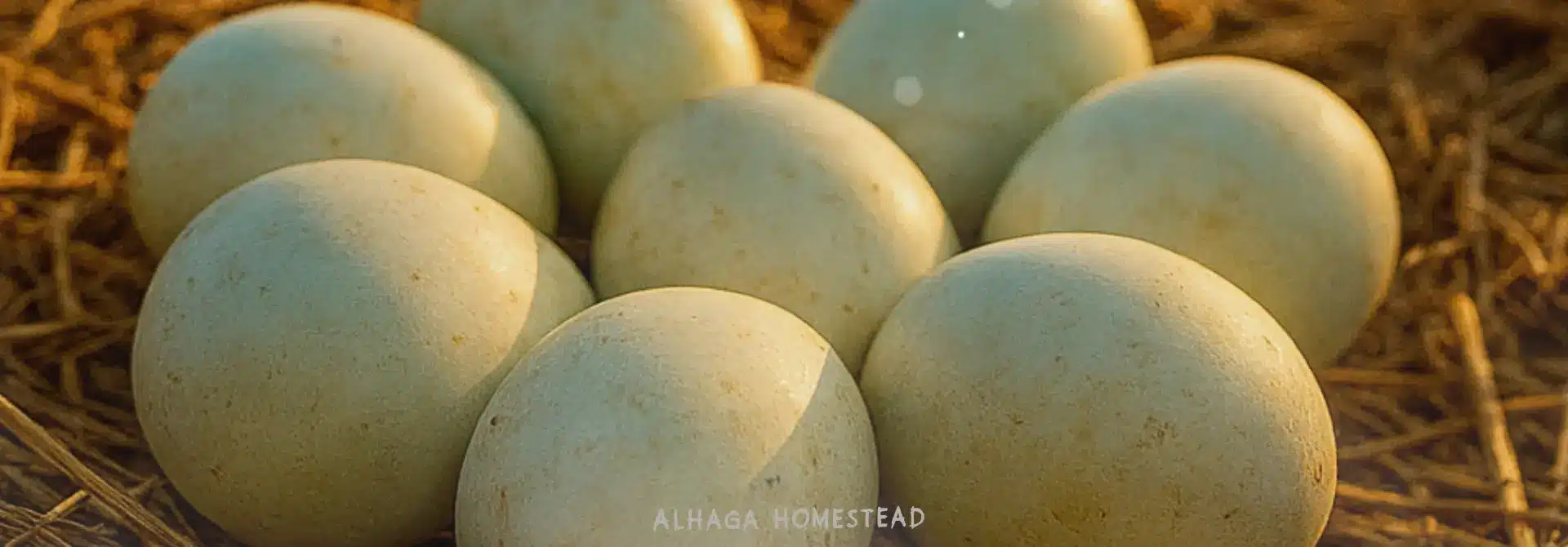 EGGS - Alhaga homestead