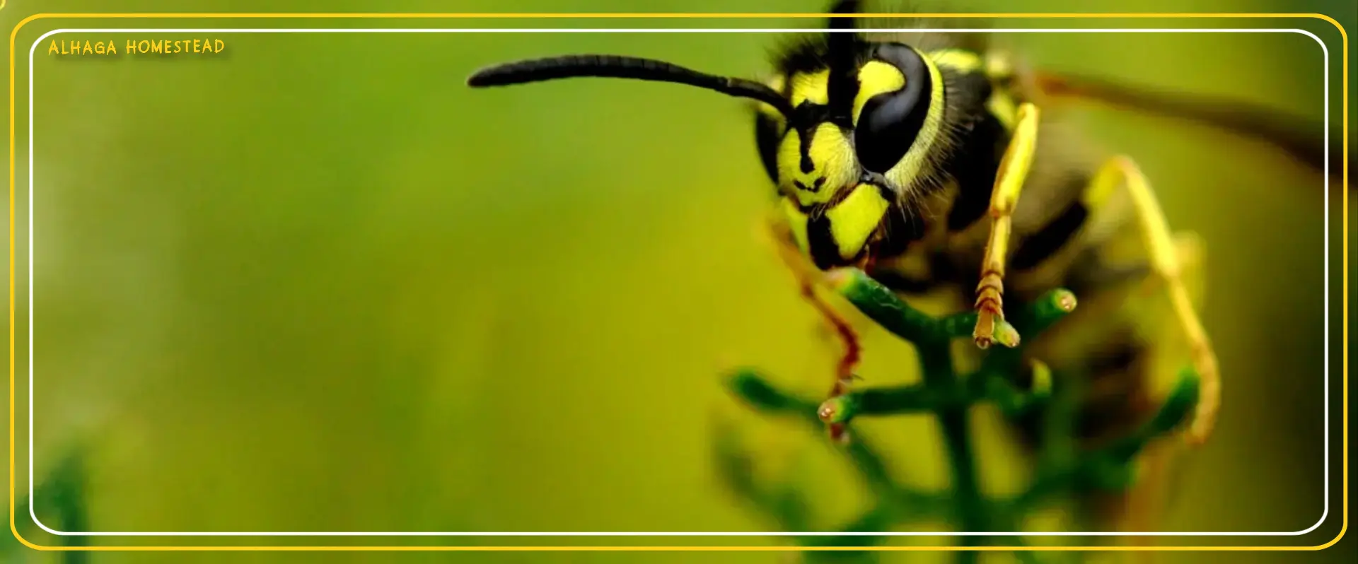 Wasp's Alhaga homestead