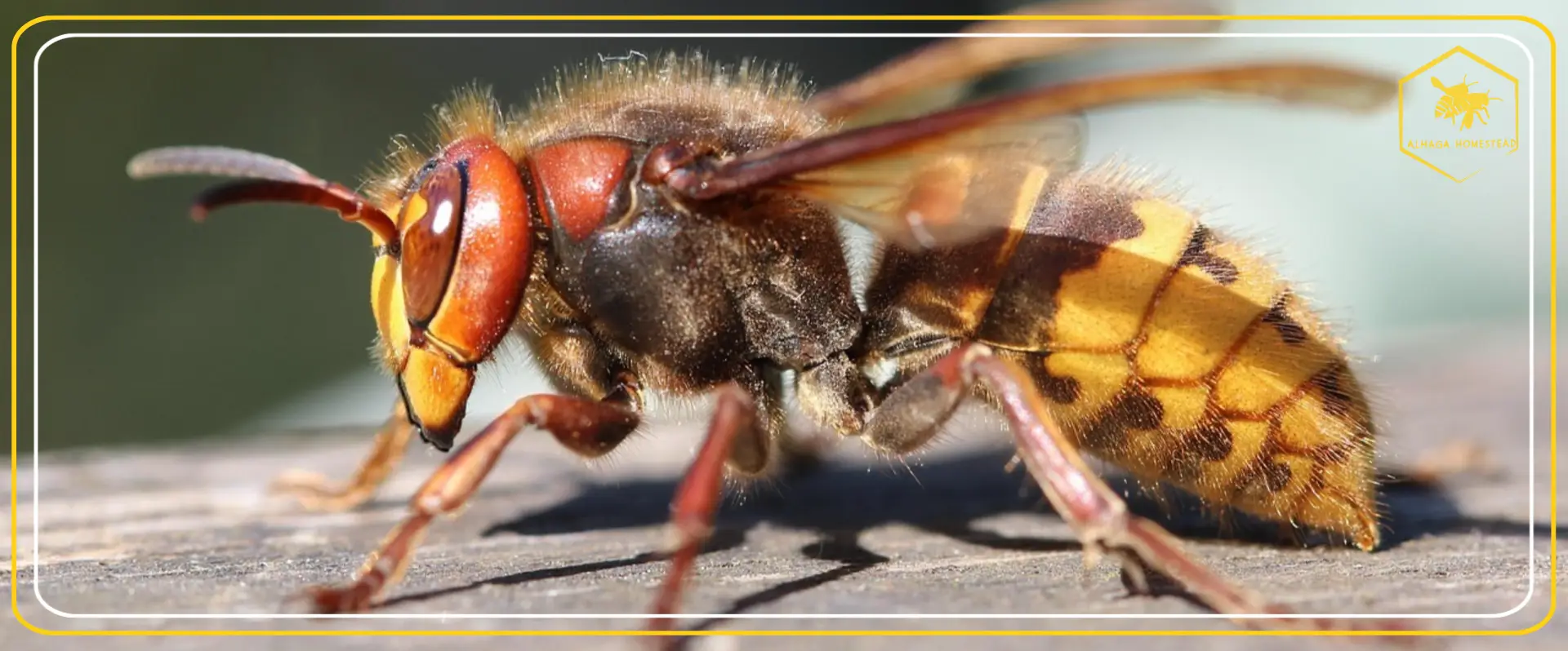 Hornet - Alhaga homestead Hornet - Alhaga homestead