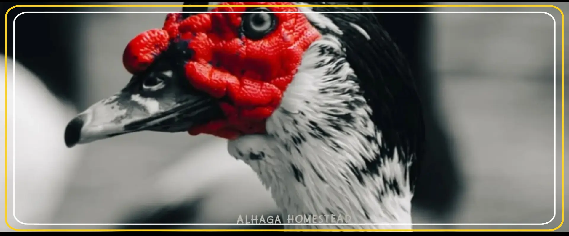 Muscovy duck - Alhaga homestead