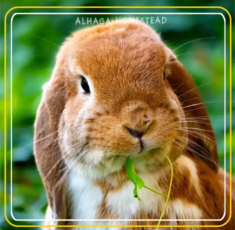 Rabbit enthusiast - Alhaga homestead