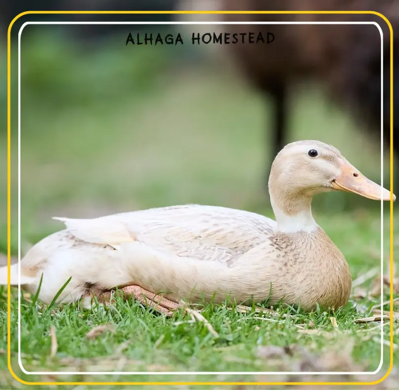 Turkey feed - Alhaga homestead