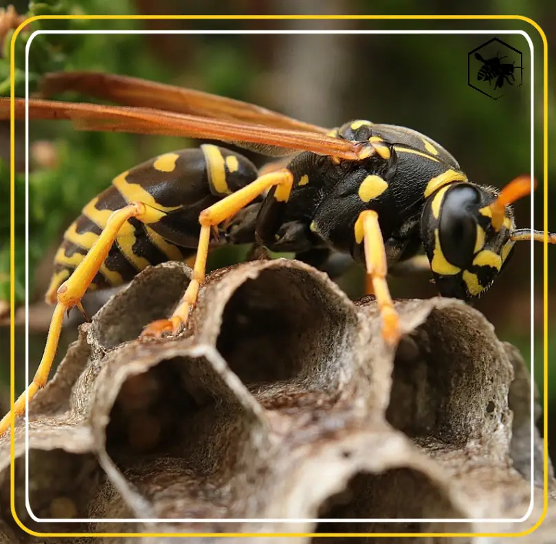 Wasps - Alhaga homestead Wasps - Alhaga homestead