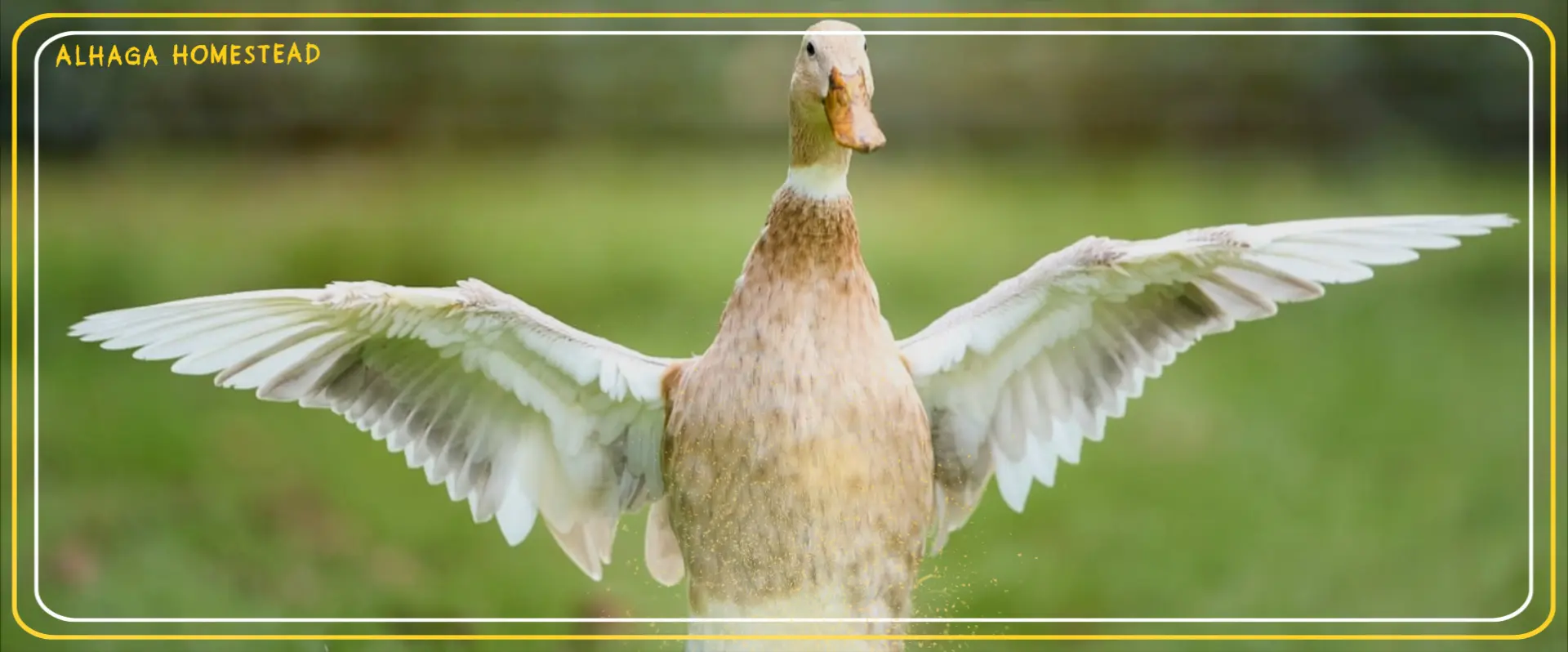 Young ducks - Alhaga homestead