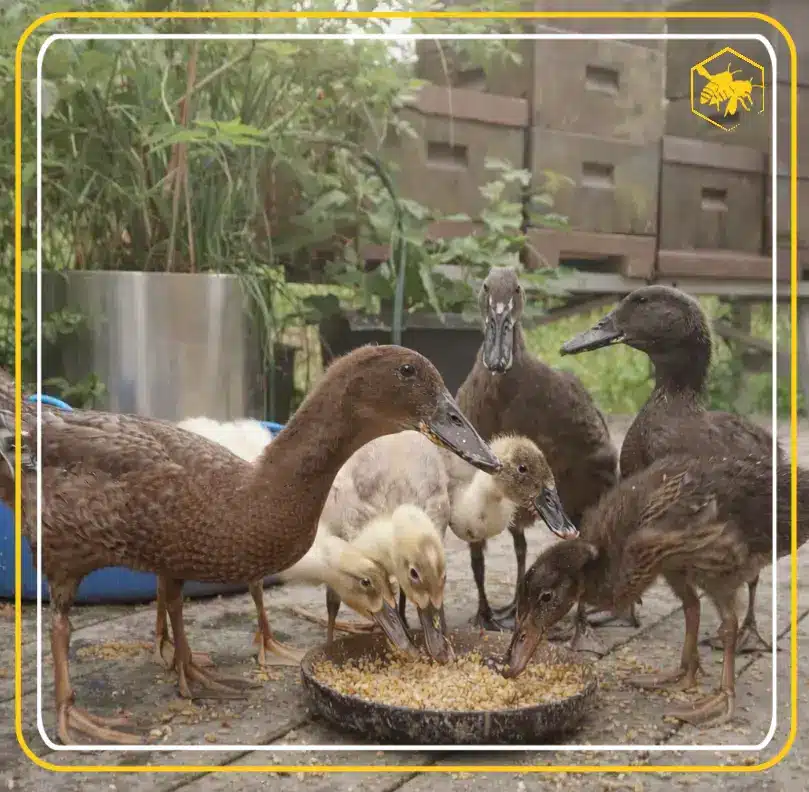 Young ducks - Alhaga homestead